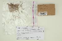 Alloclavaria purpurea image