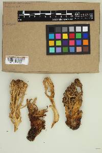 Ramaria velocimutans image