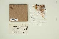 Conocybe albipes image