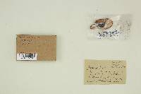 Agaricus bisporus image
