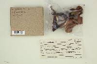 Chroogomphus rutilus image