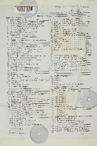 Clavulina castaneipes image