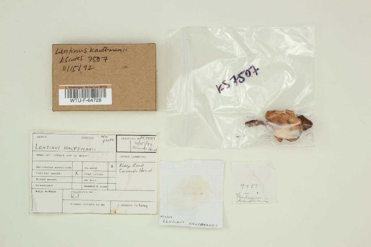 Lentinus kauffmanii image