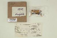 Clavulina rugosa image