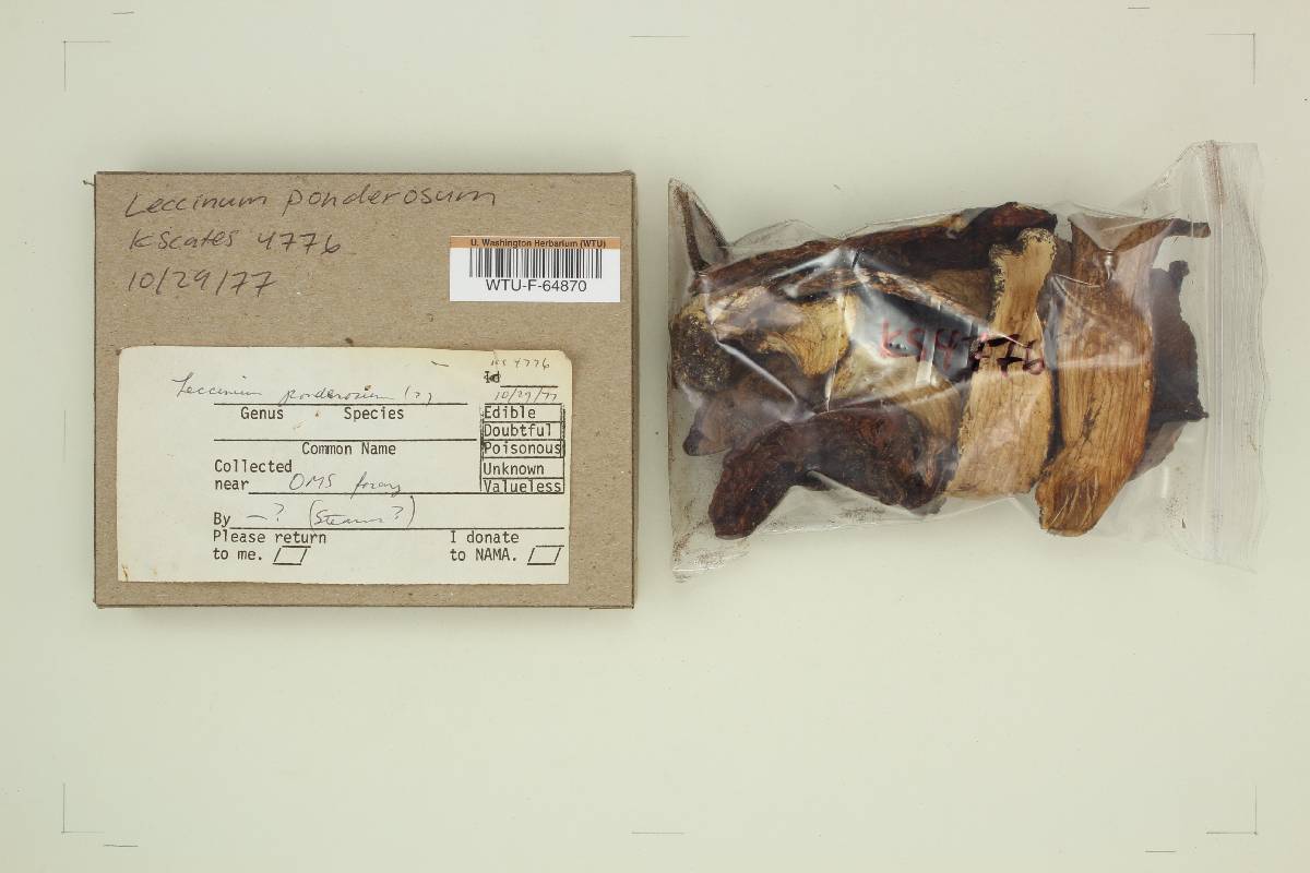 Leccinum ponderosum image