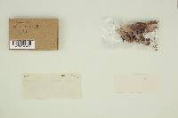 Clavulina coralloides image