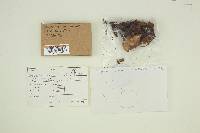 Media resource of Omphalina wynniae