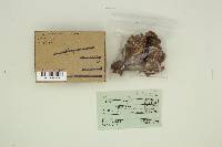 Ramaria velocimutans image