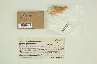 Conocybe albipes image