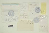 Ramaria rubricarnata image