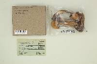 Leccinum discolor image