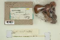 Leccinum insigne image