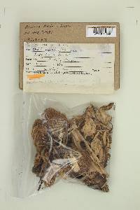 Ramaria stricta image