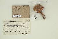 Chroogomphus tomentosus image