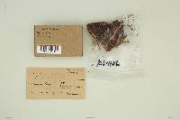 Clavulina coralloides image