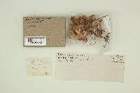 Ramaria velocimutans image