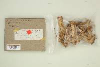 Ramaria velocimutans image