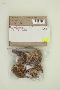 Ramaria velocimutans image