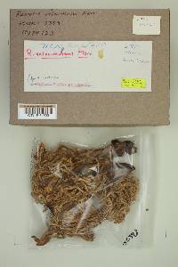 Ramaria velocimutans image