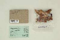 Tricholoma aurantium image