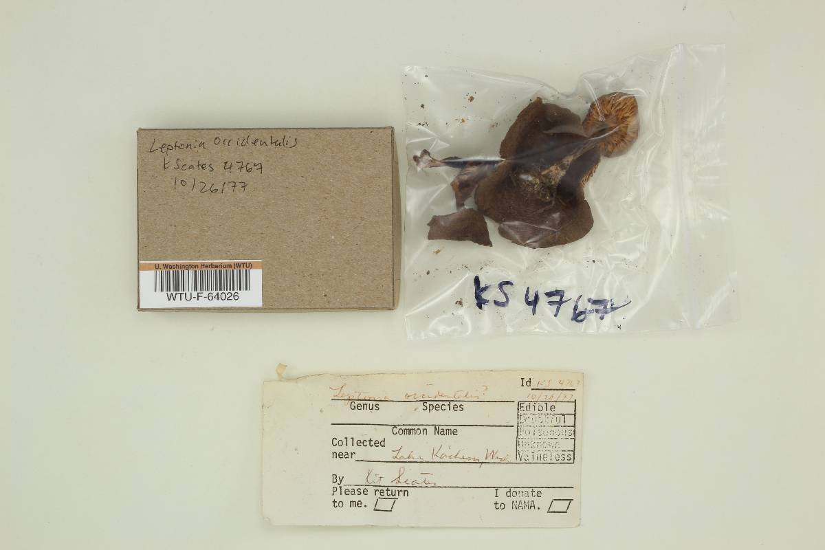 Leptonia occidentalis image