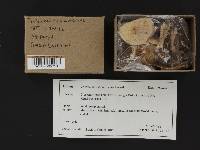 Tricholoma sulphurescens image
