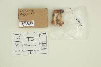 Helvella crispa image