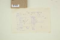 Ramariopsis kunzei image