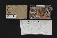 Hydnum umbilicatum image