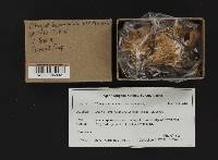 Clitocybe squamulosa image