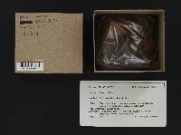 Boletus rubripes image