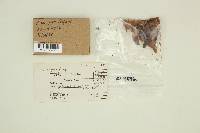 Caloscypha fulgens image