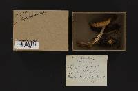 Stropharia hornemannii image