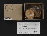 Pholiota squarrosa image