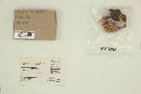 Merulius tremellosus image