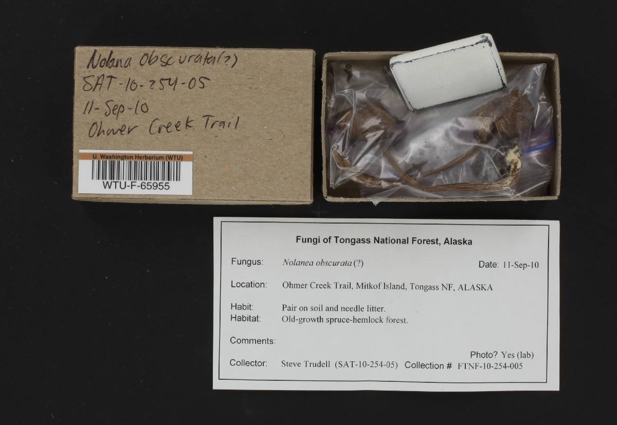 Nolanea obscurata image