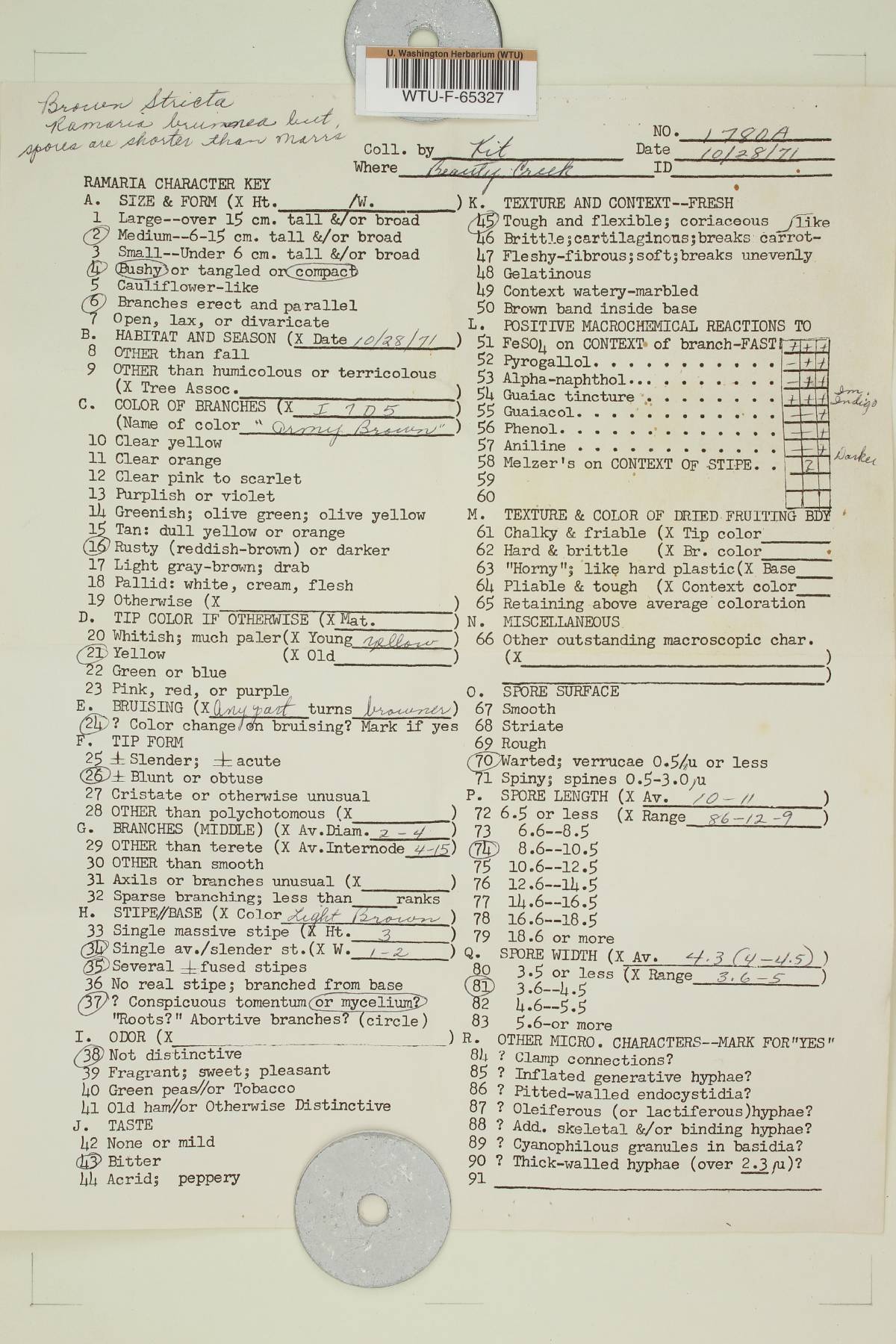 Ramaria testaceoflava image