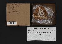 Gymnopus luxurians image