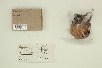 Jahnoporus hirtus image