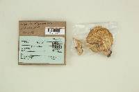 Lepiota clypeolaria image