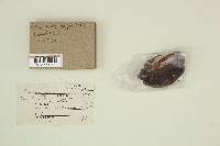 Fomitopsis cajanderi image