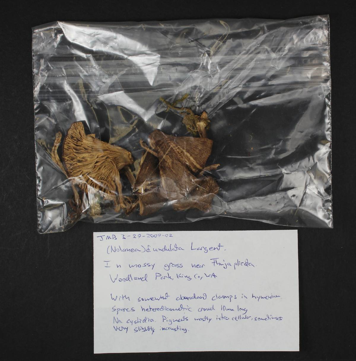 Nolanea undulata image
