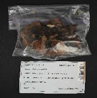 Fomitopsis cajanderi image
