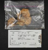 Lactarius xanthogalactus image