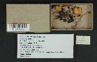 Inocybe lilacina image