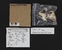 Hydnellum aurantiacum image