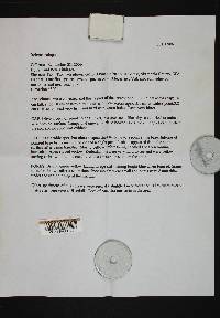 Boletus calopus image