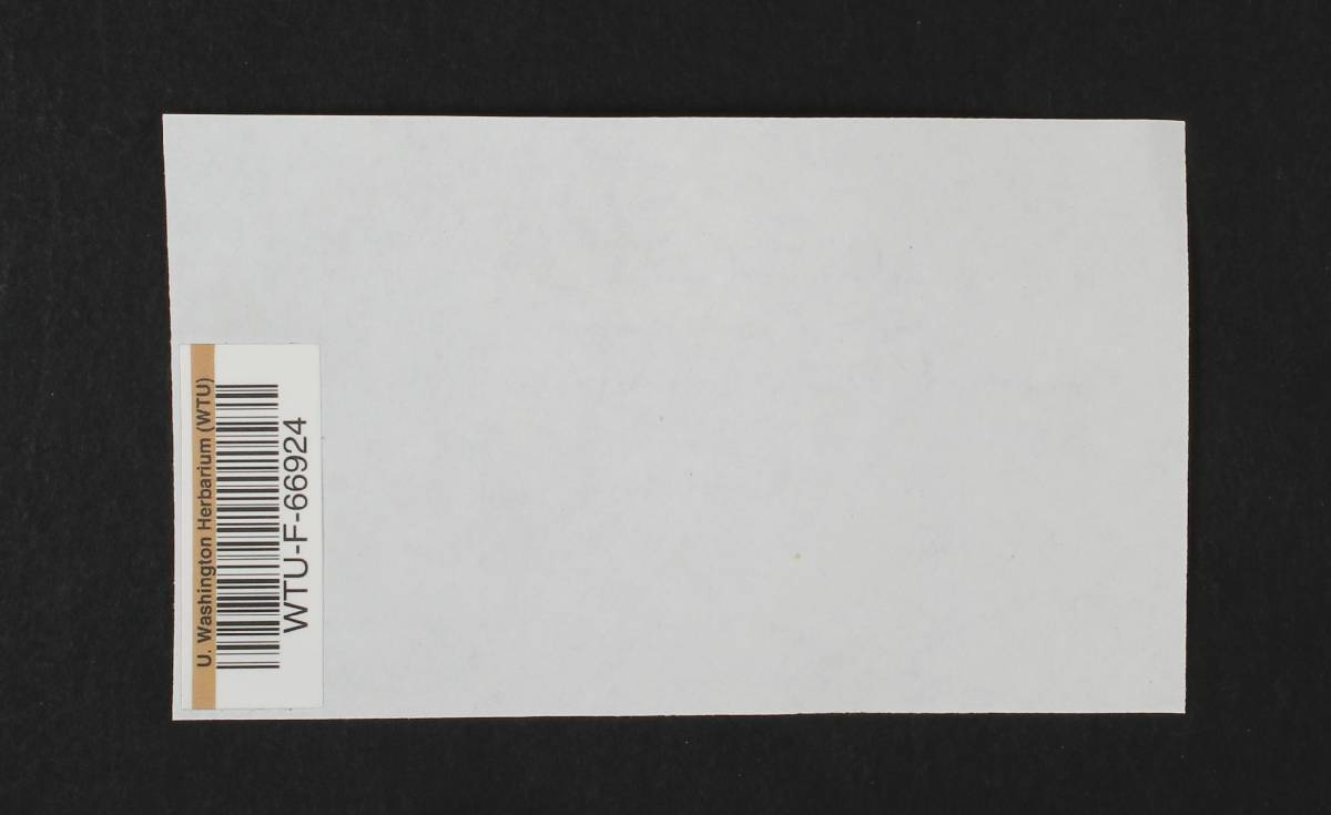 Nolanea undulata image