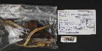Thumbnail image of current specimen