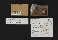 Suillus brevipes image